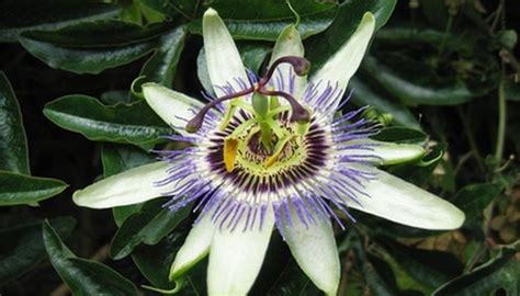 when to prune passion flowers